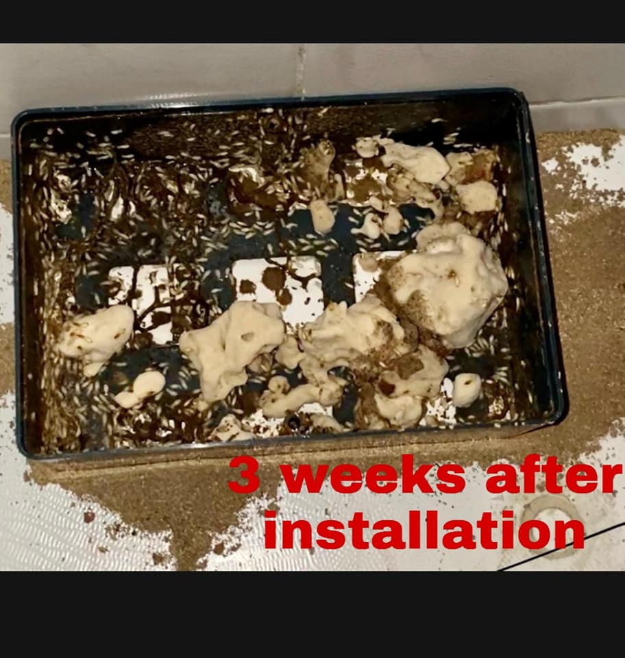 3 Weeks After Placing Trap