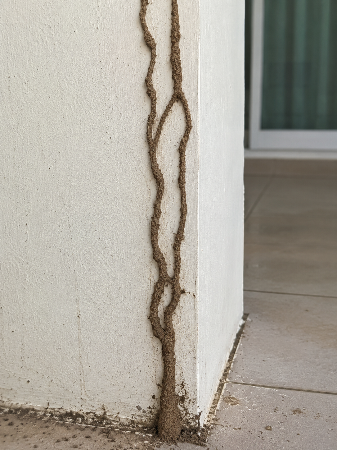 Termite mud tube running up an exterior wall in Kota Kinabalu