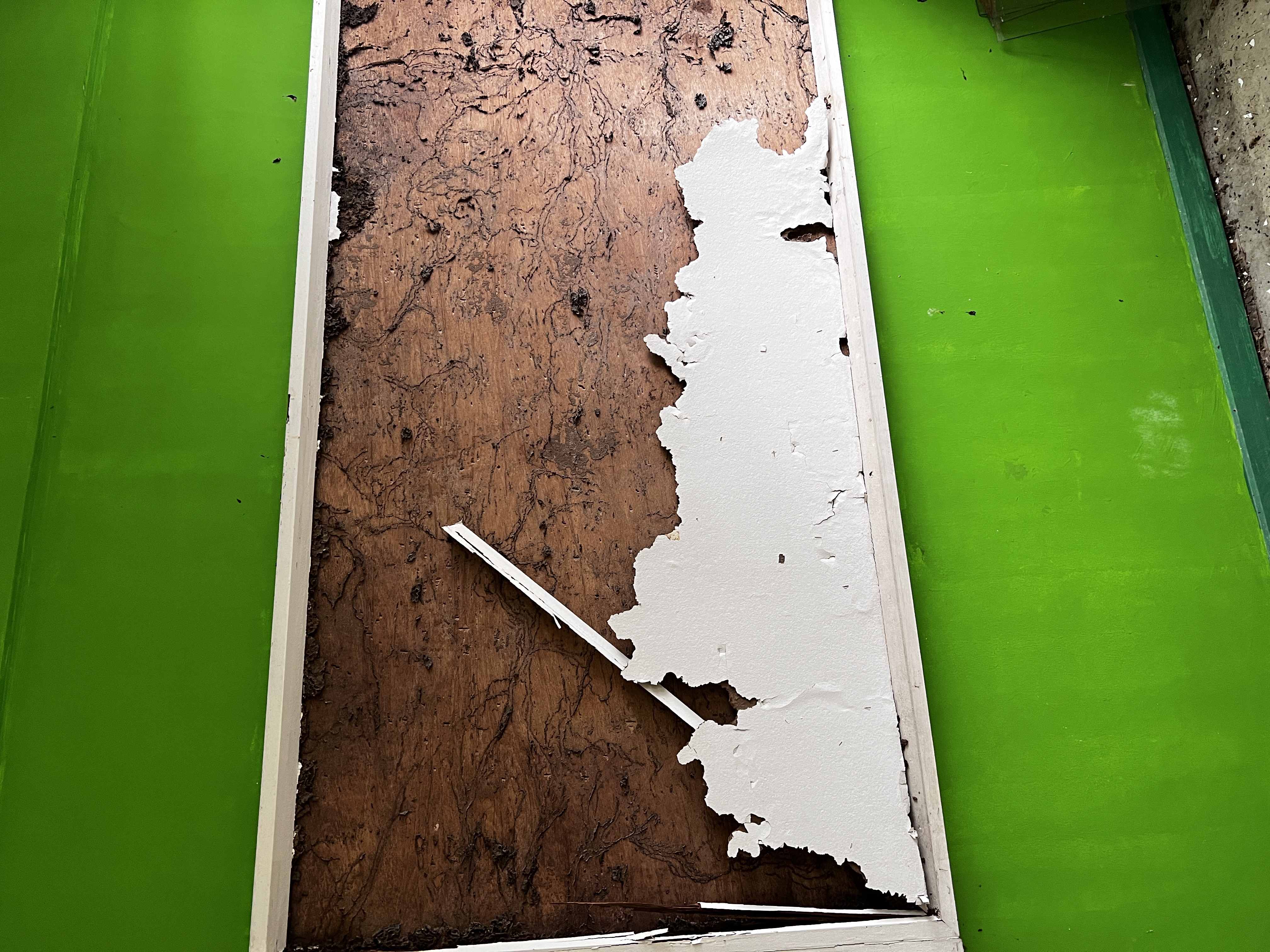 Termite damage to wood